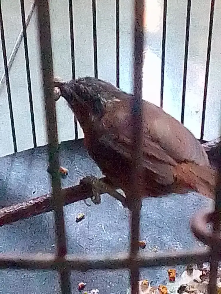 Dijual burung Tepus lurik buat masteran kaki deker