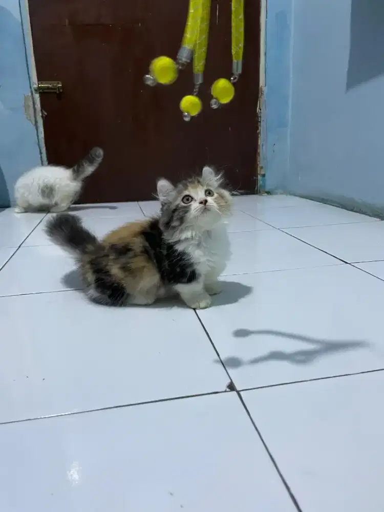 Kucing Munchkin Curly/kaki pendek American curl/kucing cebol kinkalow