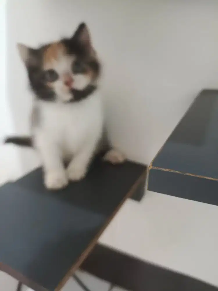 Bsh scoties betina