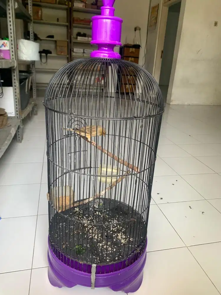 Kenari riwikan jantan menuju gacor