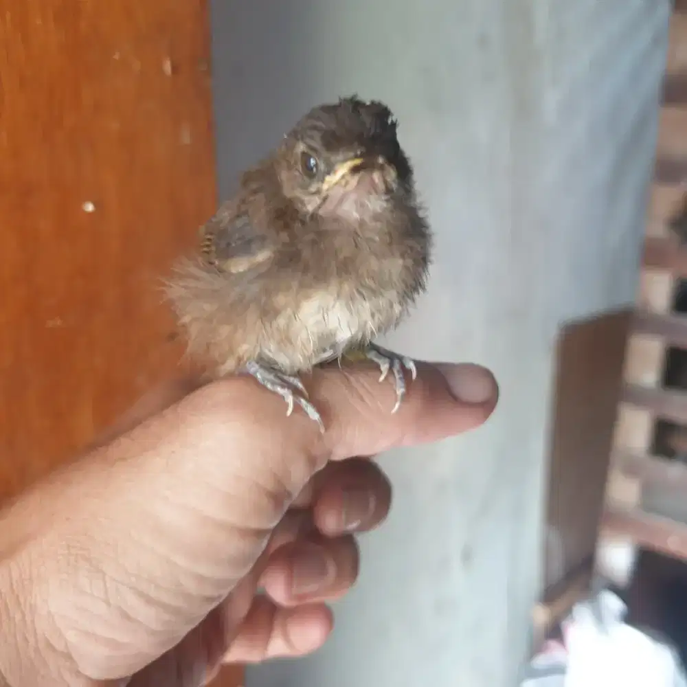 Anak Pldk semak loloh hampir mandiri