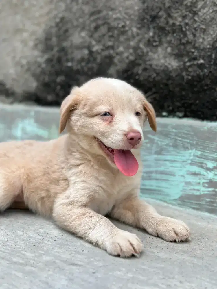 Jual anjing golden mix labrador