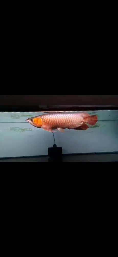 Ikan arwana merah 45cm