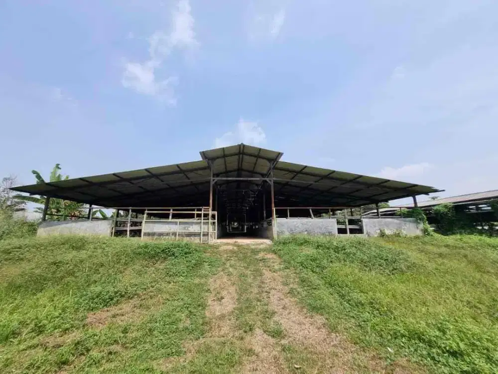 Dijual lahan Luas Bonus Kandang Sapi di Bogor