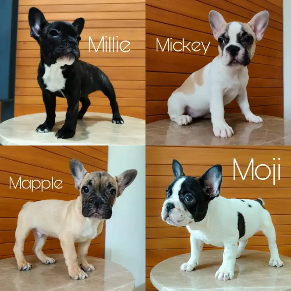 Jual French Bulldog jantan dan betina