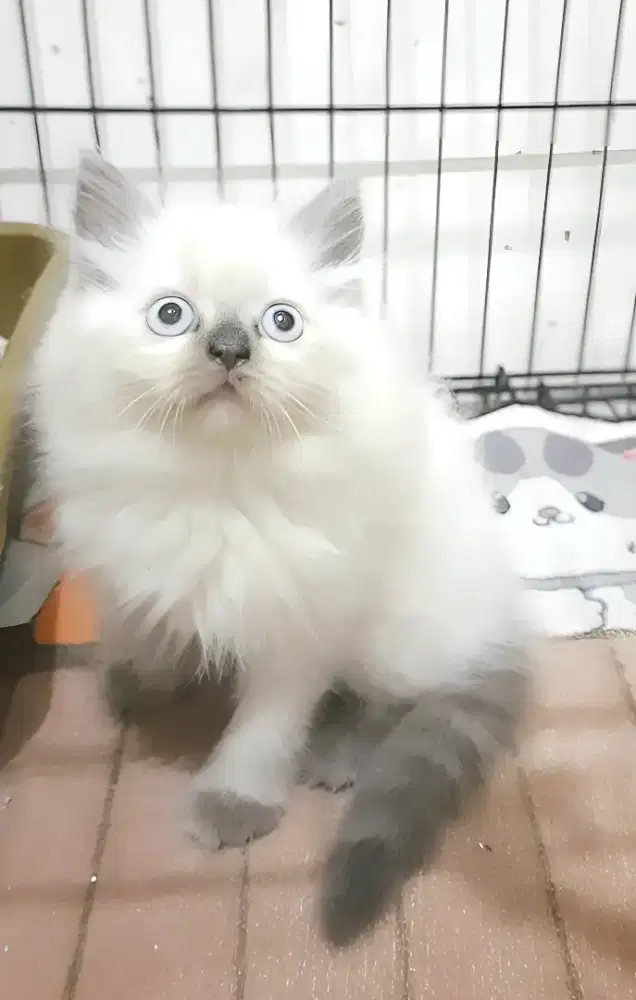 Kucing himalaya jantan
