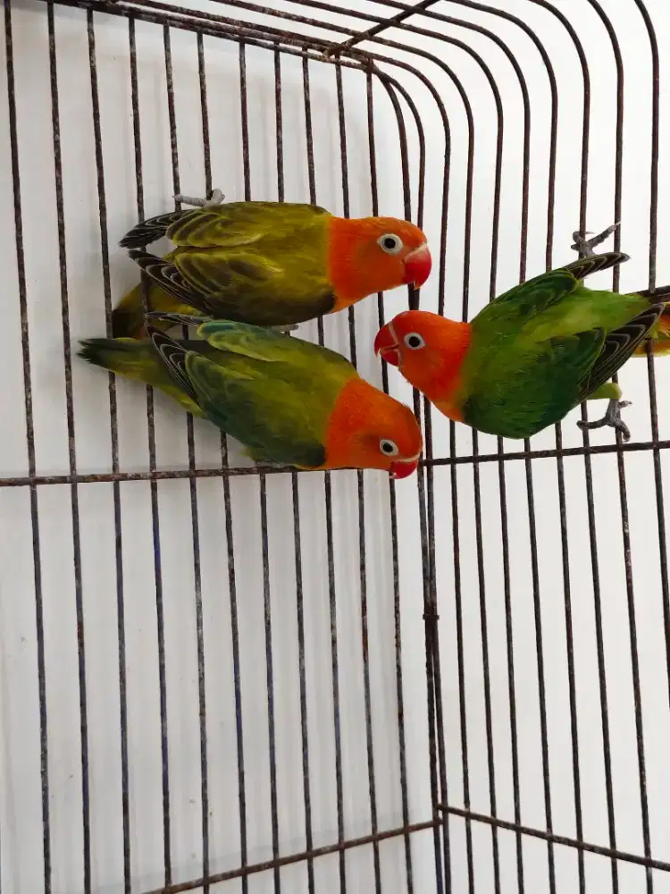 Love bird biola green