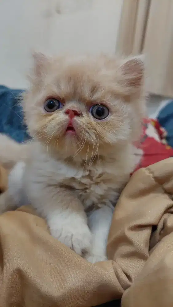 OB KITTEN PERSIA PEAKNOSE JANTAN CREAM & WHITE