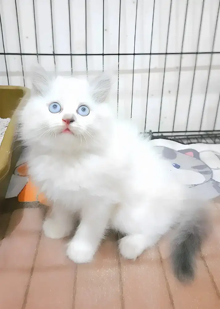 Kucing himalaya betina