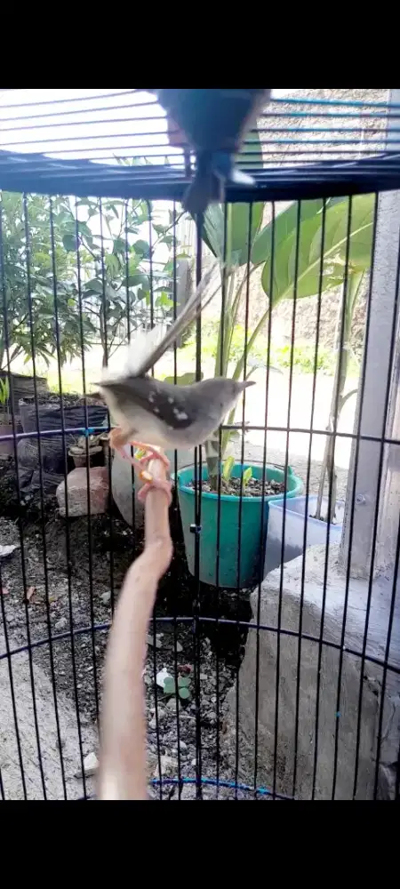 Burung ciblek kapas