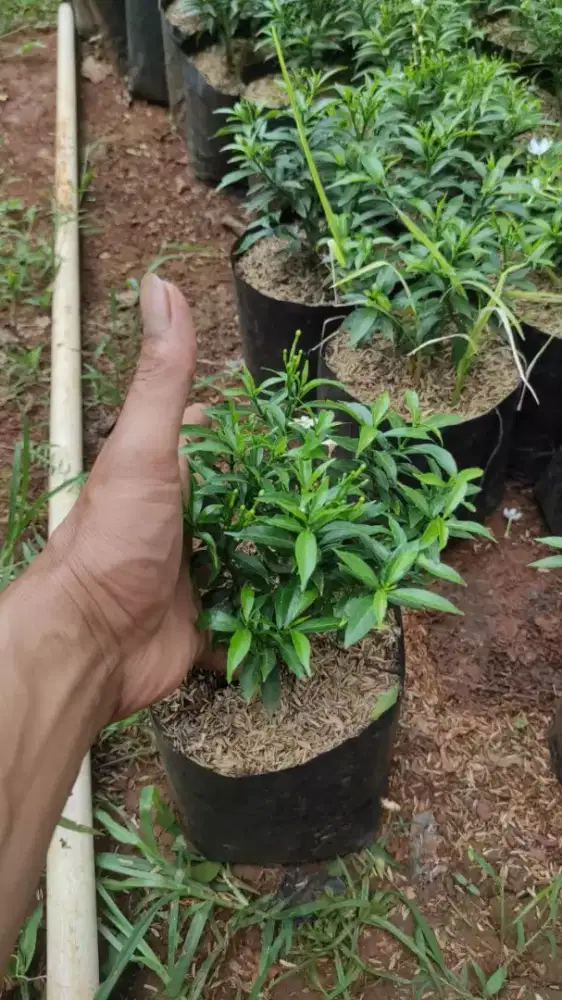 Pohon rombusa mini untuk taman dll