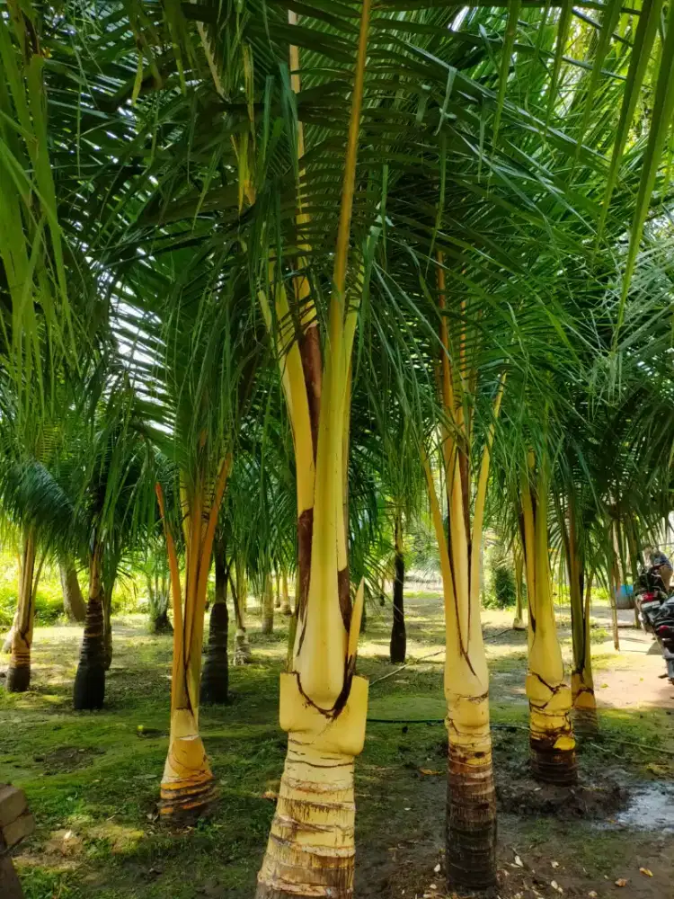 Pohon kelapa kuning, gading dll