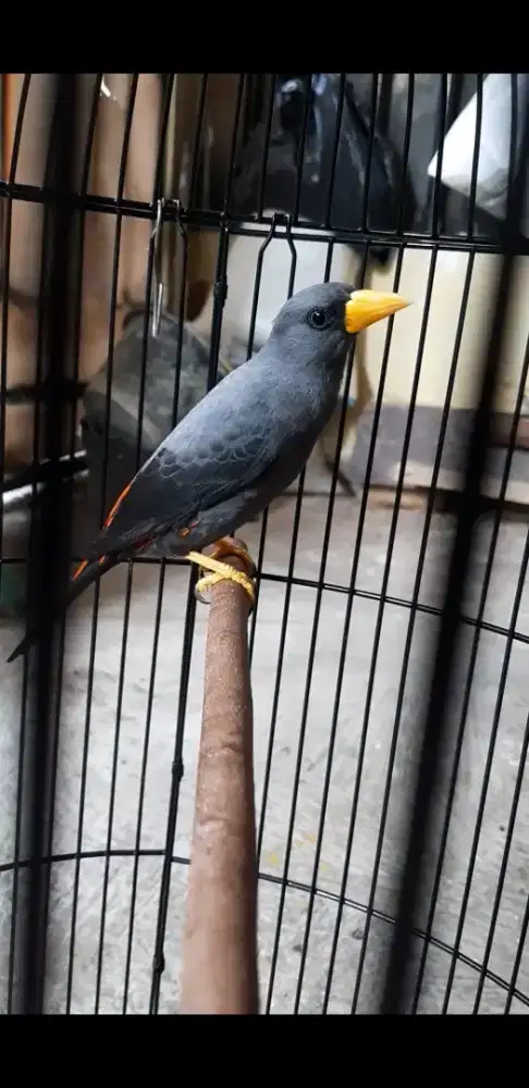 Jalak rio rio purtotal