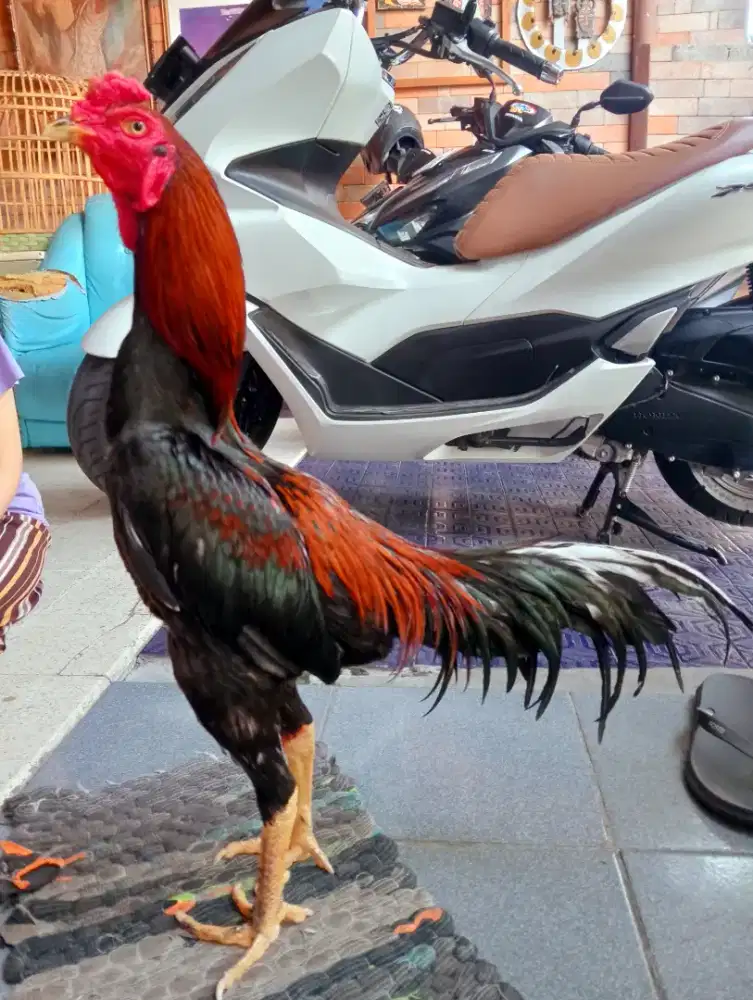 Ayam Bangkok Klasik