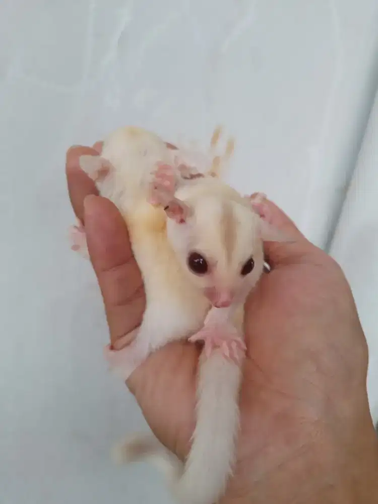 Sugar Glider Creamino joey [sepasang]