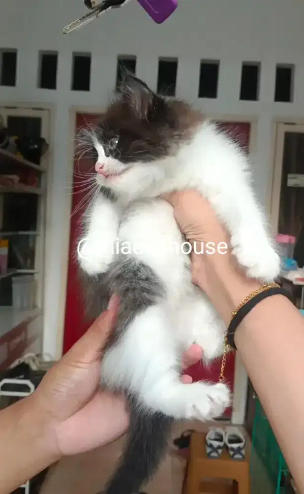 KITTEN PERSIA LONGHAIR