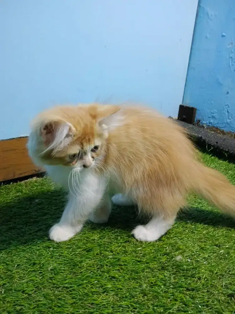 Kitten persia medium