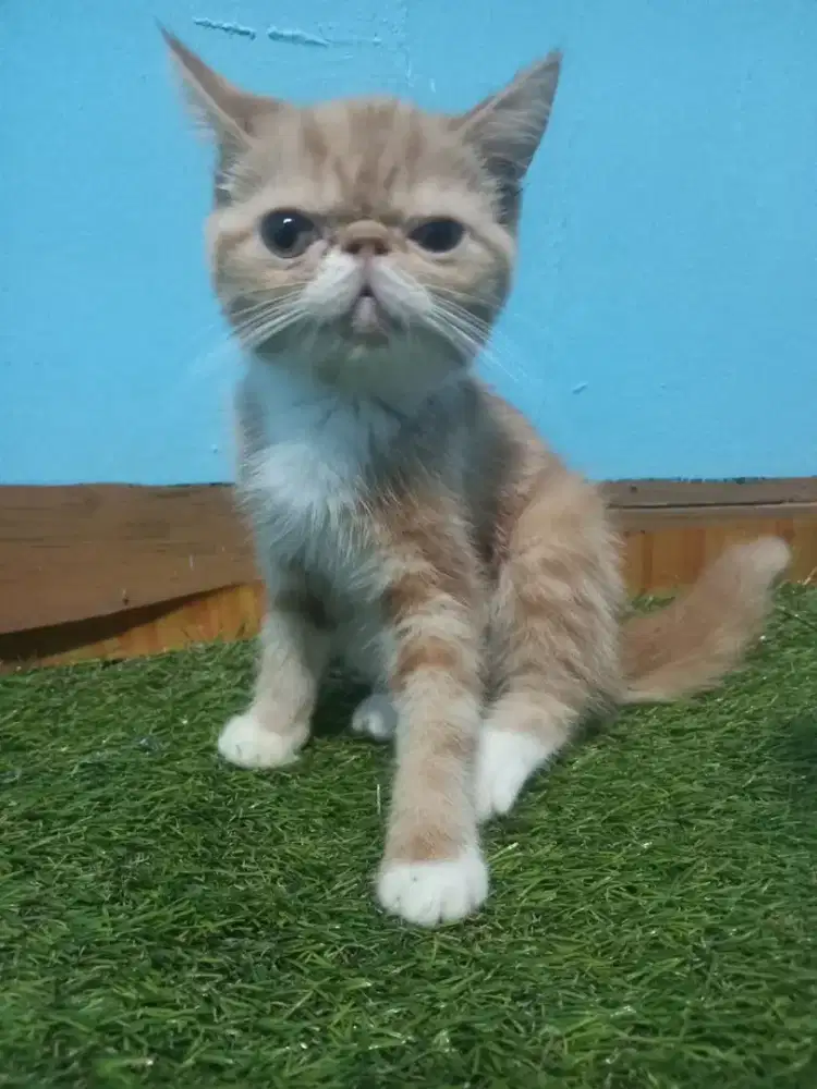Kitten exotic peaknose