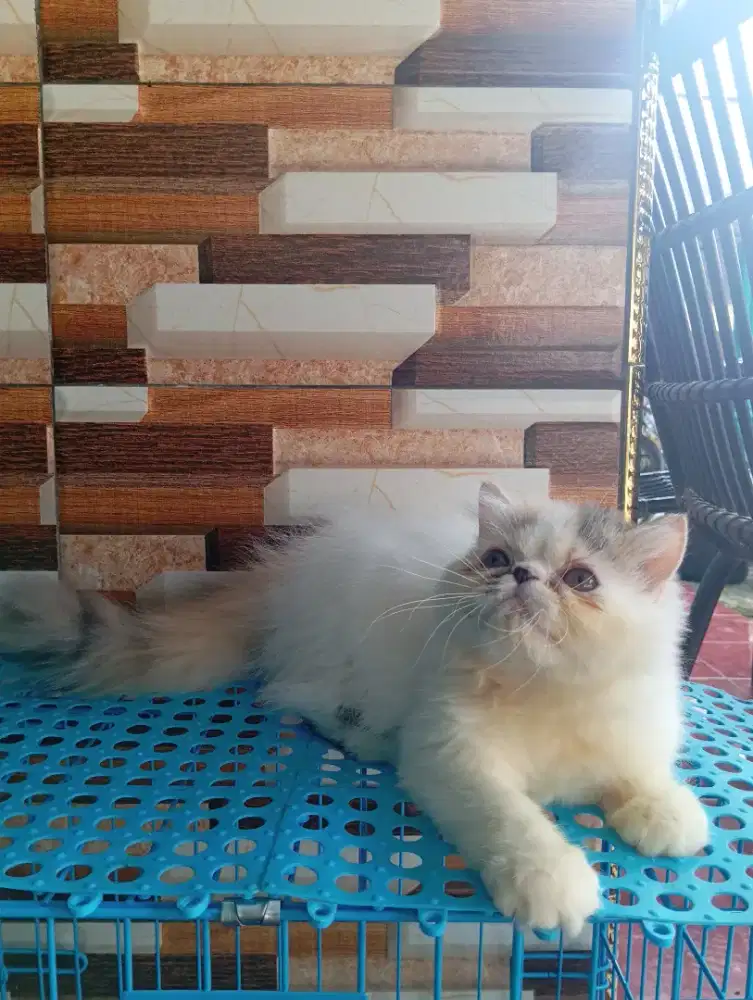 Betina Peaknose Calico