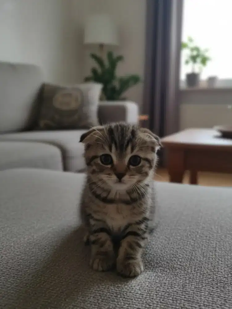 Kucing Scotish fold tabby