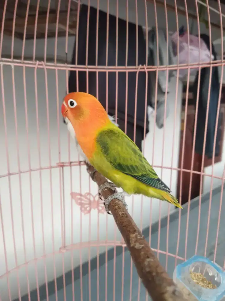 Burung lovebird