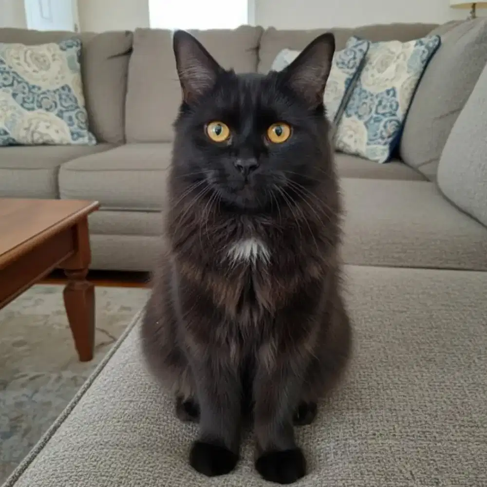 Kucing norwegian mix mainecoon