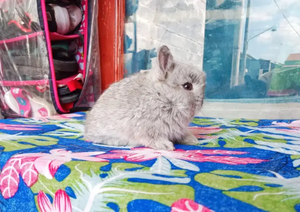 Peternakan kelinci mini