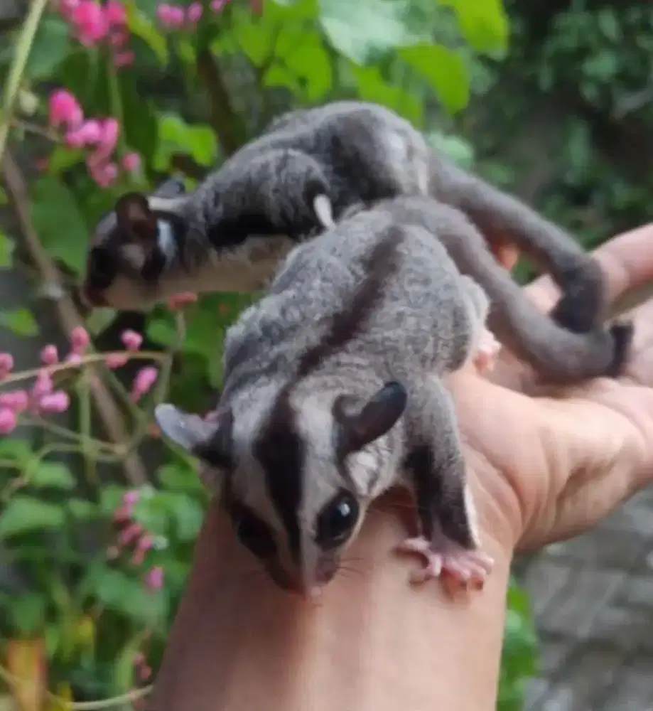 Sugar glider grey dewasa