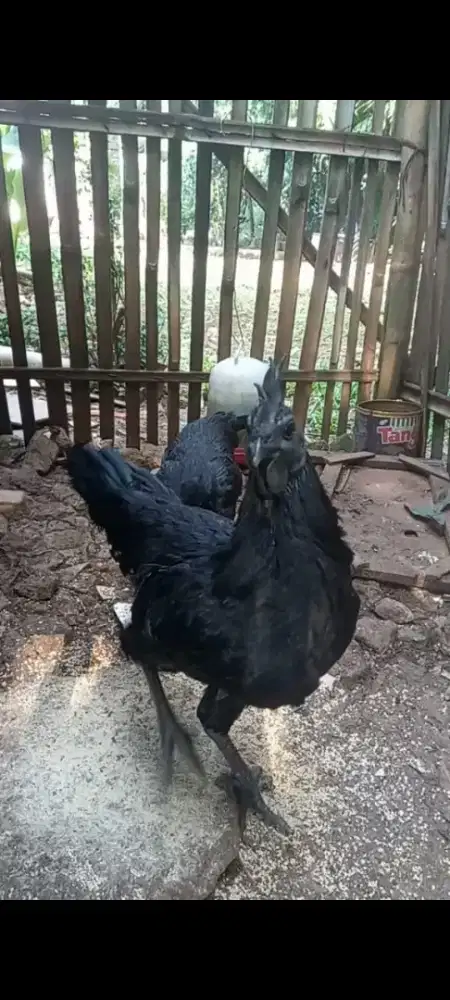 Anak ayam cemani