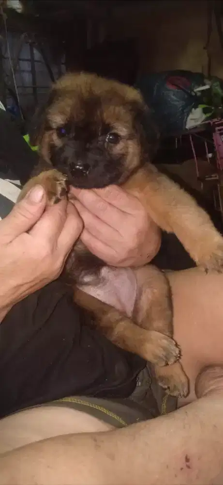 Anak anjing lucu usia 3 bulan