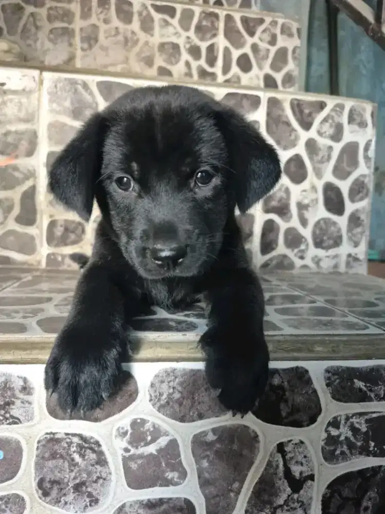anjing labrador