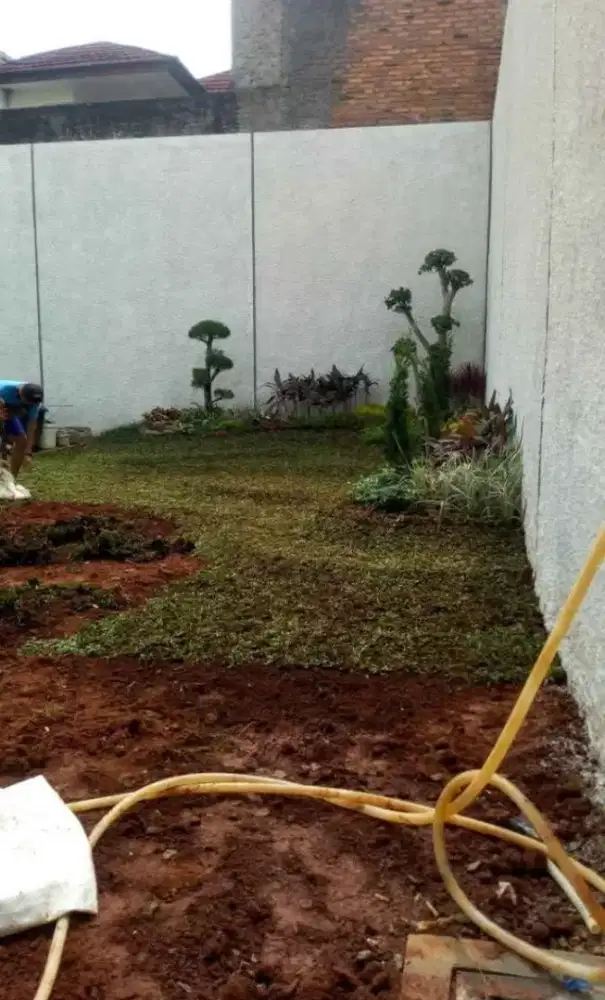 Jual rumput jepang dan gajah mini