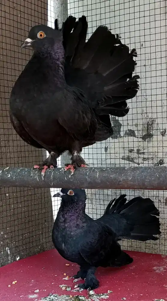 Merpati hias kipas hitam
