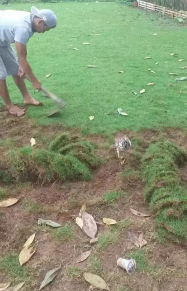 Jual rumput gajah mini dan rumput jepang