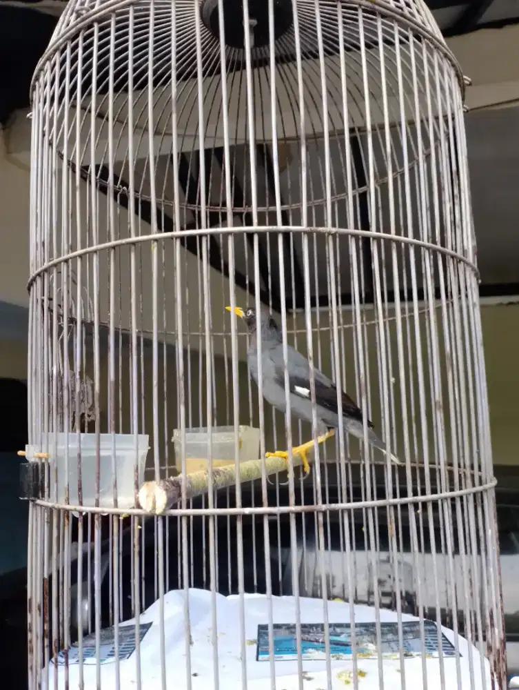 Burung jalak kebo
