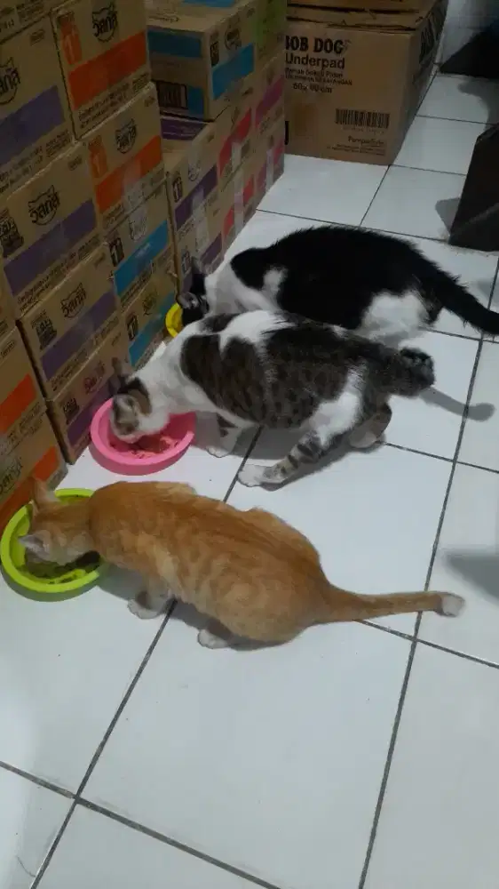 Kucing kucing rumah