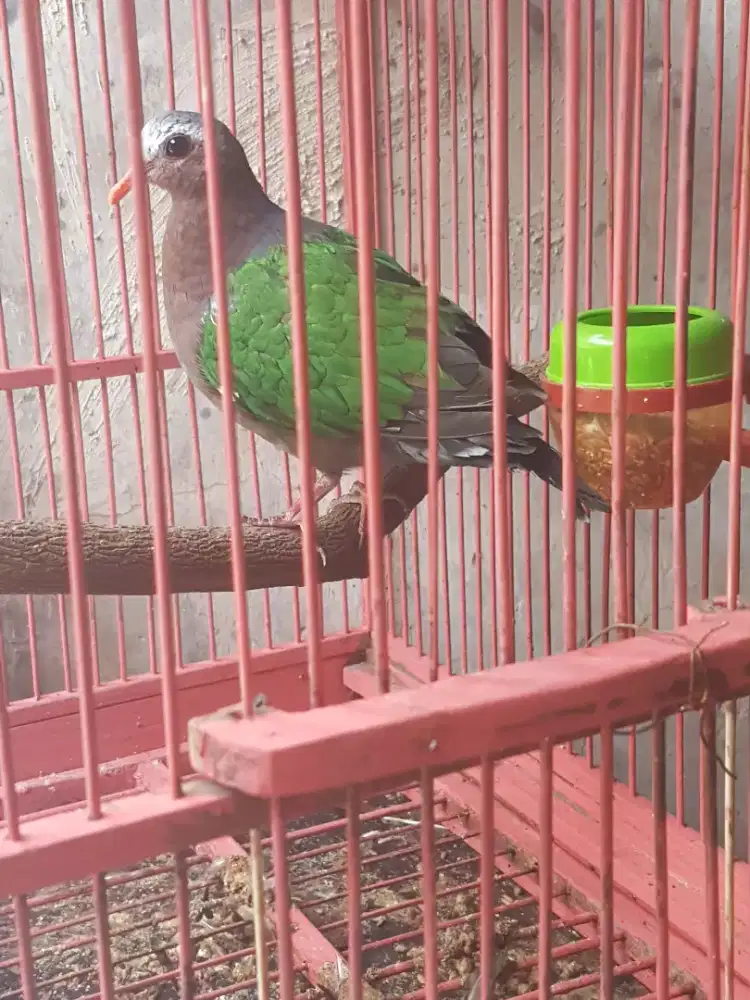 Punai rawatan mulus