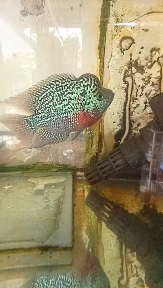 Louhan kamfa SB mata putih