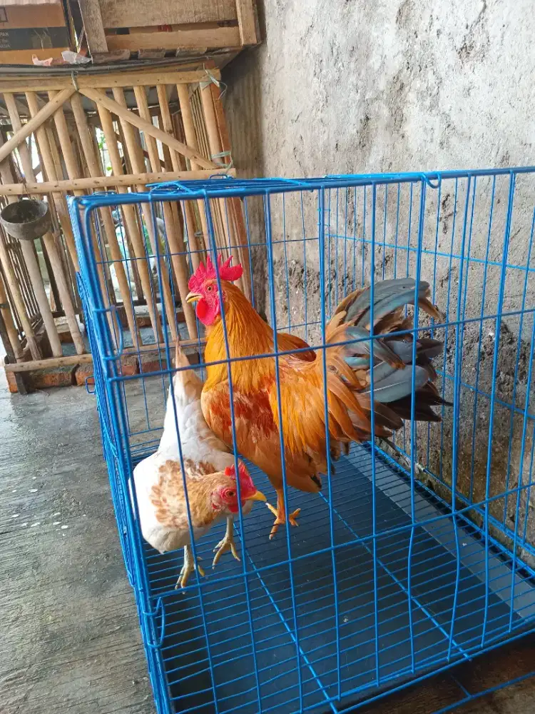Sepasang ayam kate