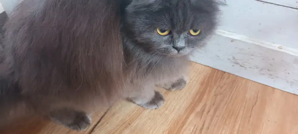 Kucing persia long hair ras mini (2 tahun= dewasa)