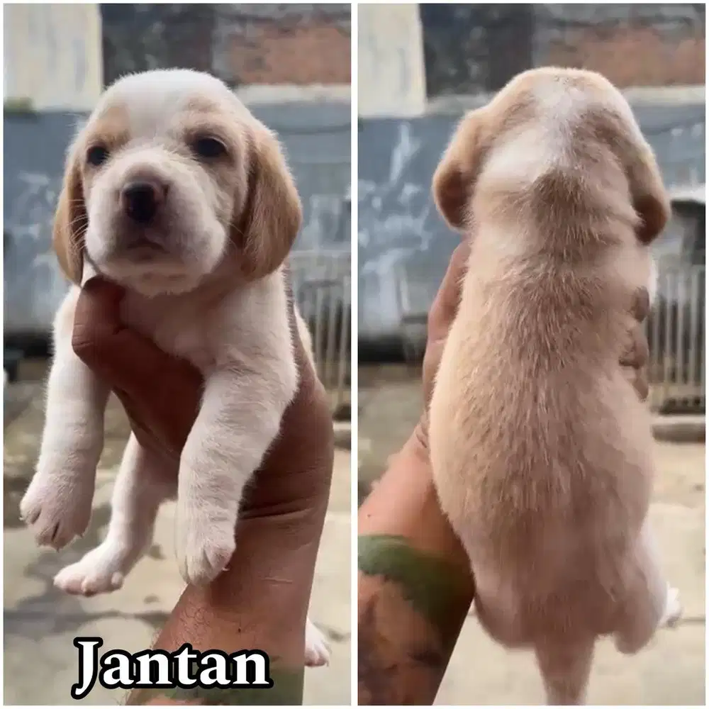Beagle puppy stambum jantan & betina