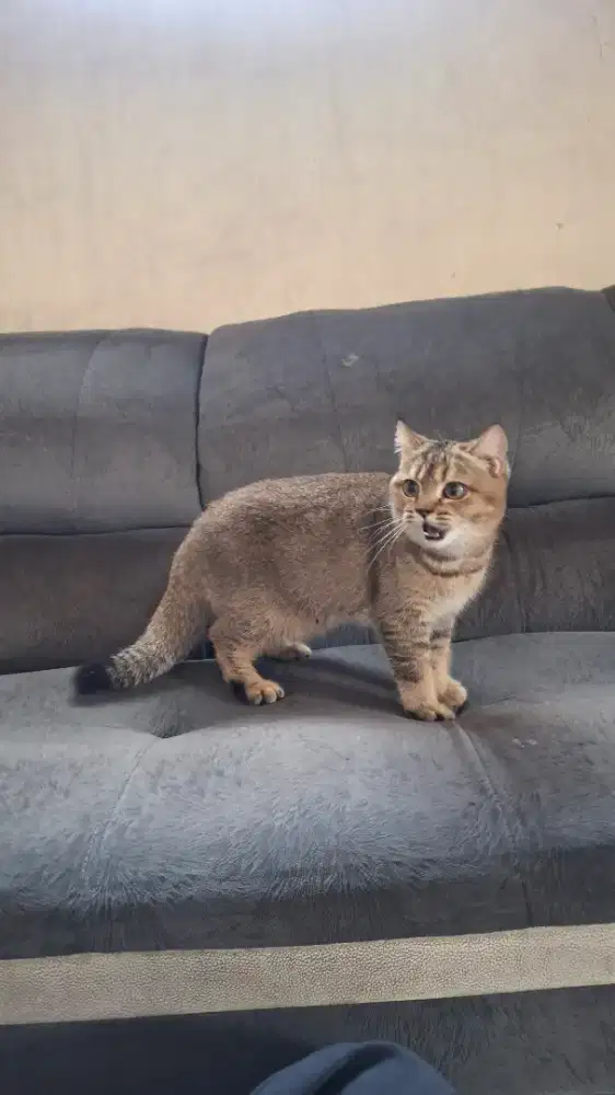 British shorthair betina