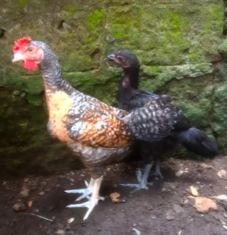 AYAM PELUNG JUMBO