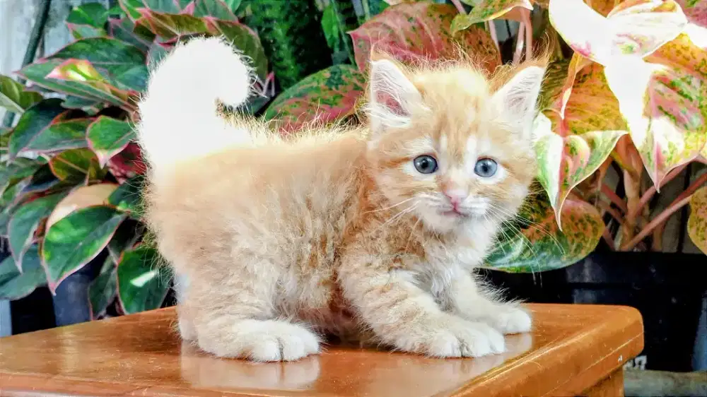 Kucing persia kitten