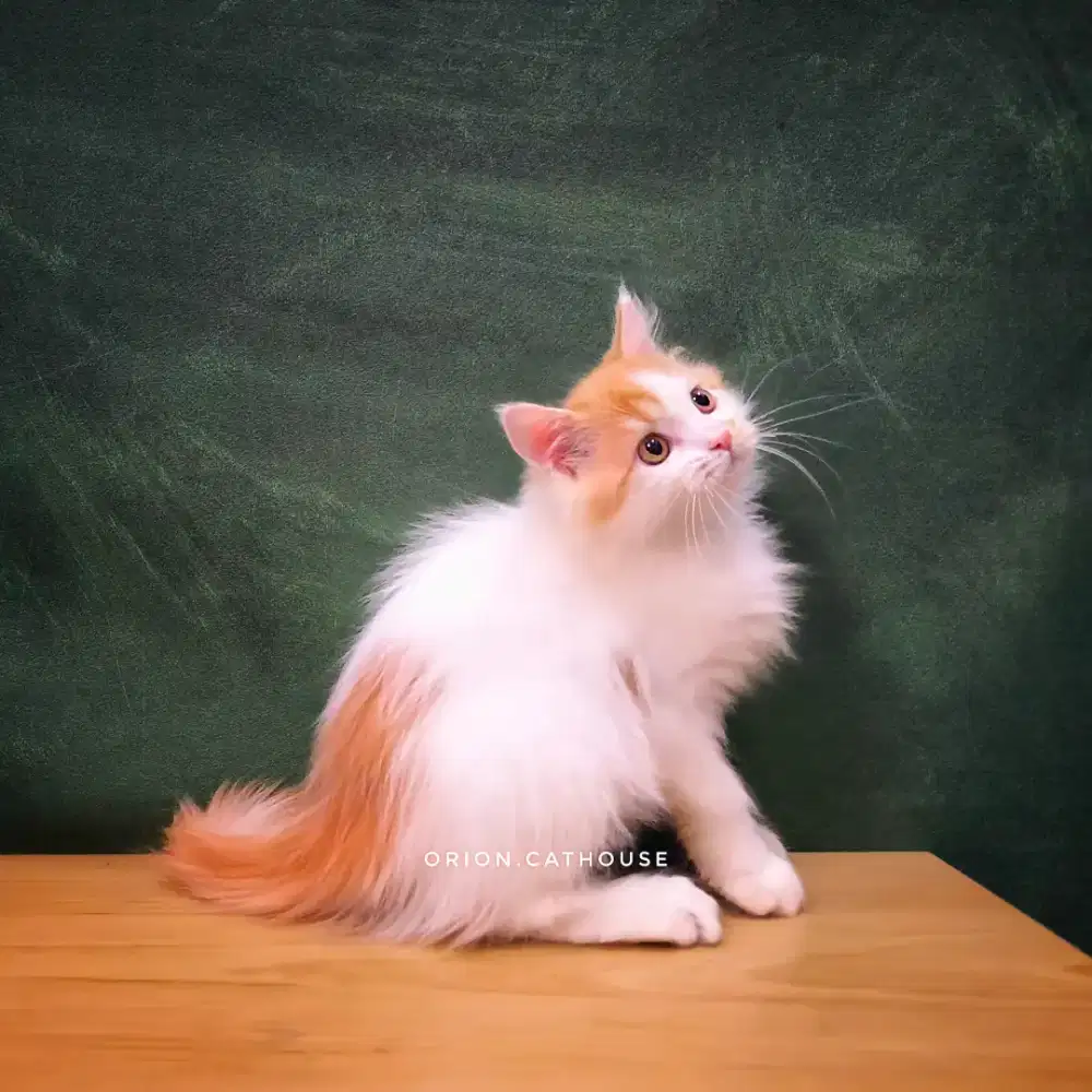 KUCING PERSIA JANTAN