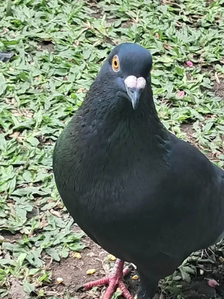 Burung merpati pos