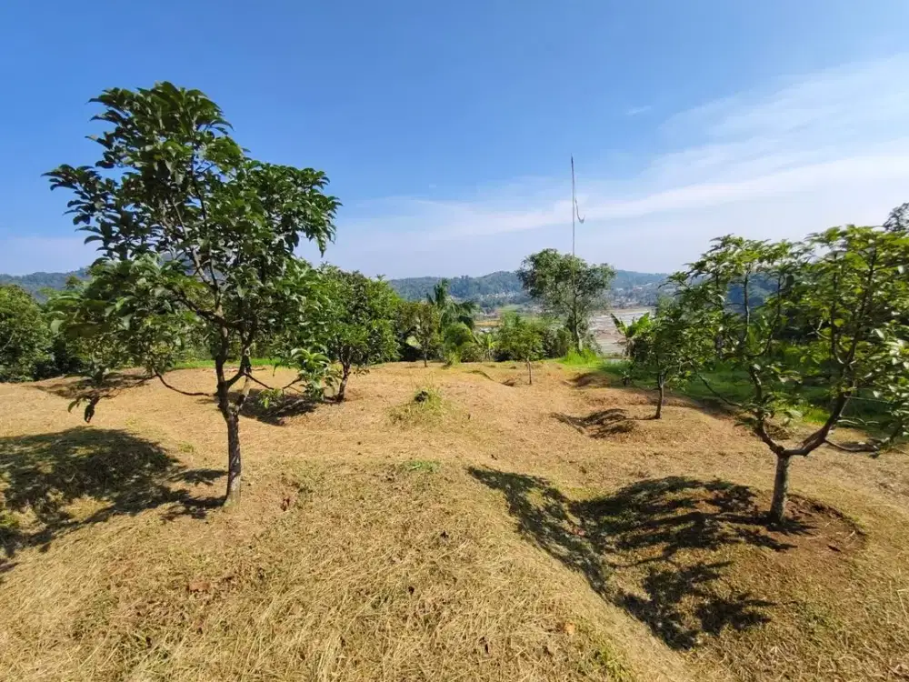 Jual Cepat Tanah Kebun Durian 5 ha di Leuwiliang Bogor sudah SHM