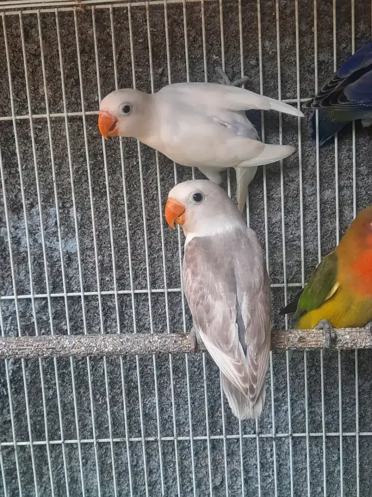 Lovebird Putih Albino MH