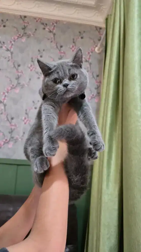 British Shorthair