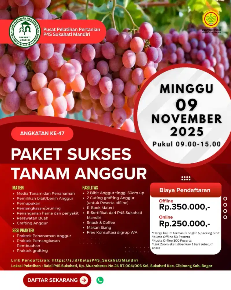 Pelatihan Budidaya Anggur Impor